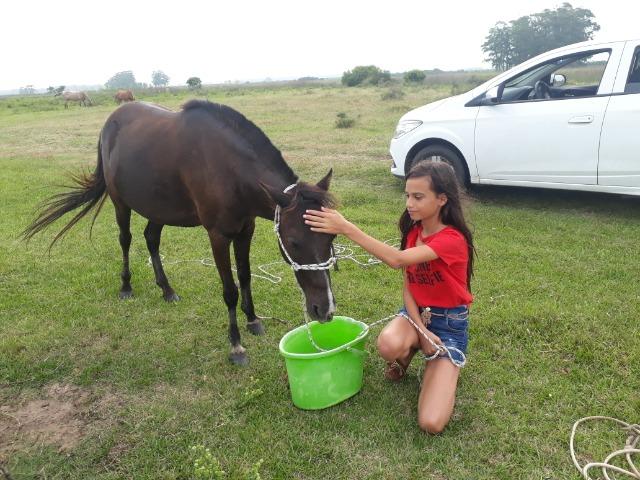 Vendo poney