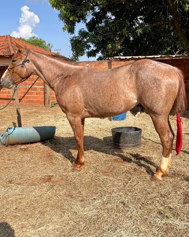 Vendo cavalo Painthorse PO Registrado (sólido com frente aberta) - Cavalos  e acessórios - Praia do Canto, Vitória 1256500999