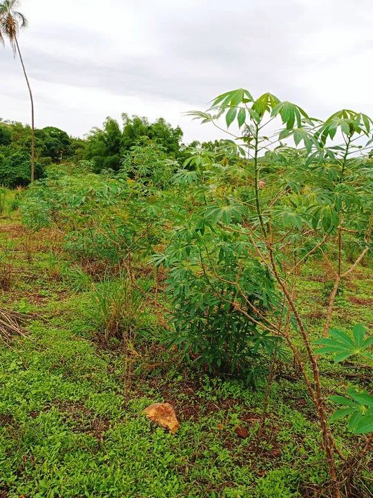 Terreno com vegetação nativa em área rural - Foto 10