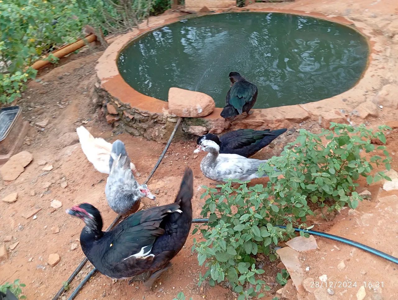 Patos Indios - Raros e Lindos - Foto 3