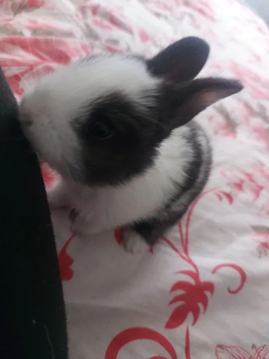 Escolha seu coelhinho -Mini - Foto 3