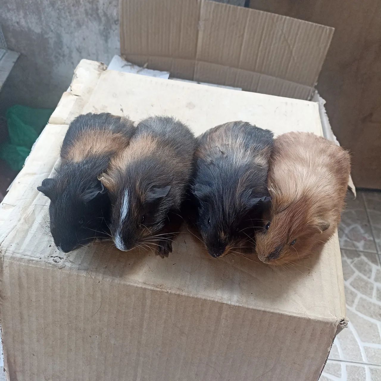 Porquinhos da índia (Ler anúncio).