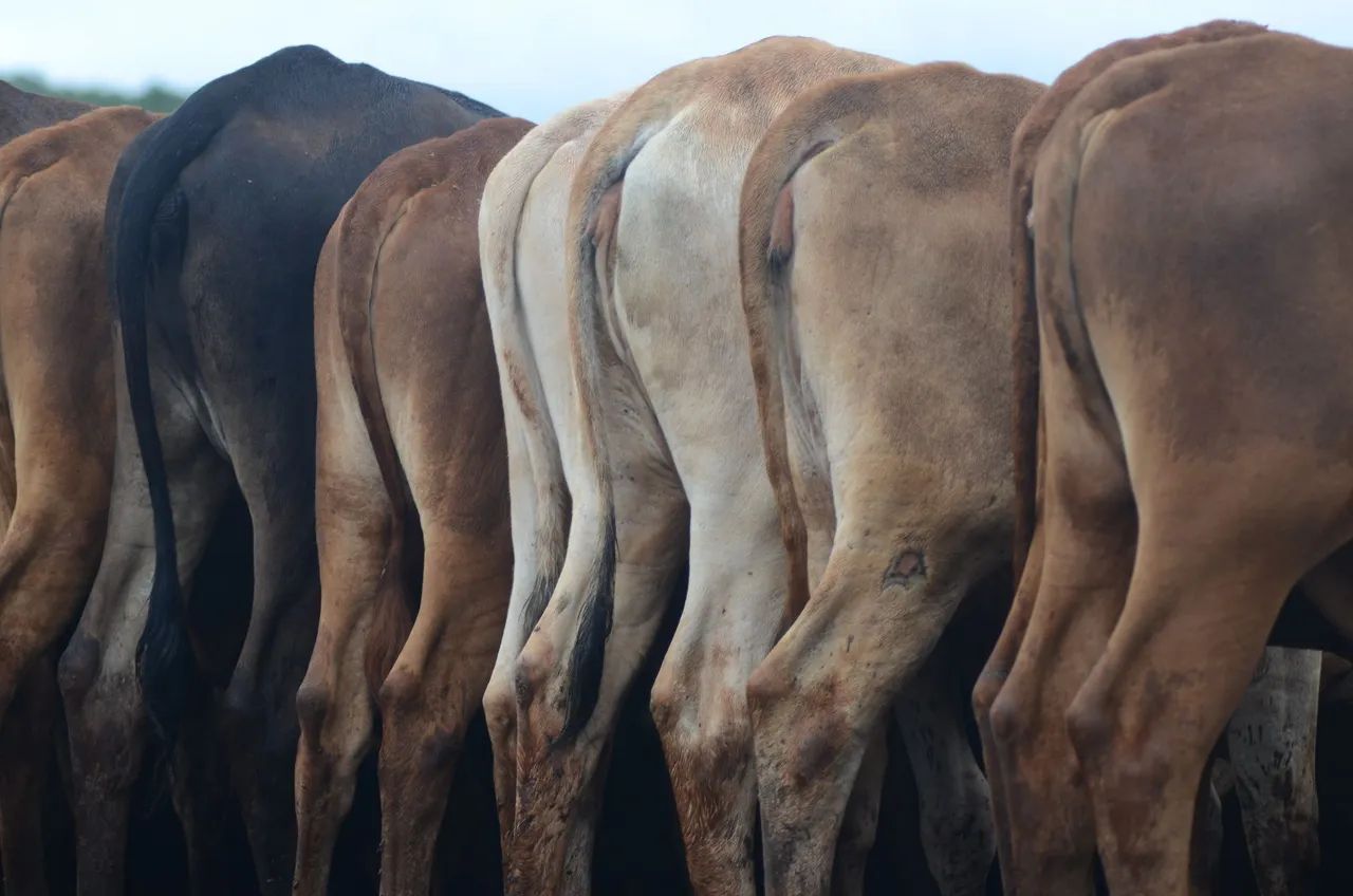 Vendo Gado Cruzamento Industrial - Foto 3