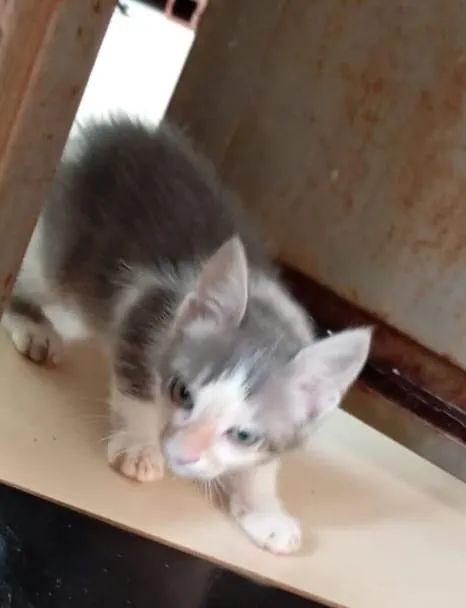 Lindos gatinhos, facilito entrega  - Foto 3