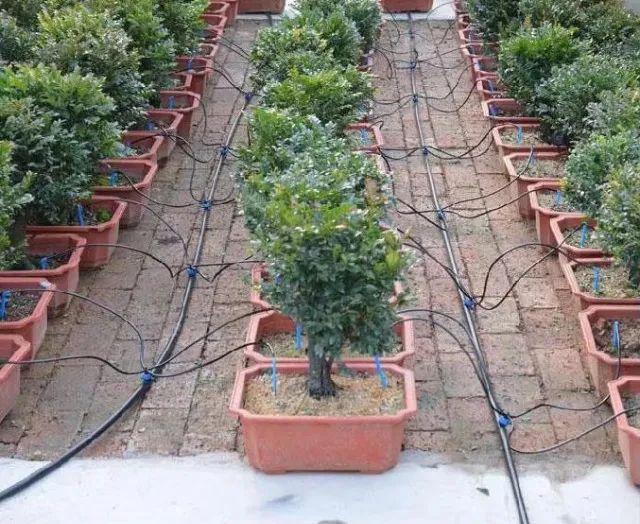 Mangueira irrigação, Estufa, Bonsai, Planta, Flower Drip, Seta Dripper, Tubo de aspersão,  - Foto 2