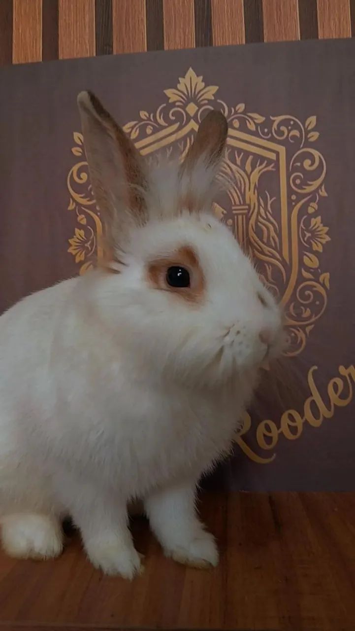 COELHO MINI LION MACHO - Foto 2