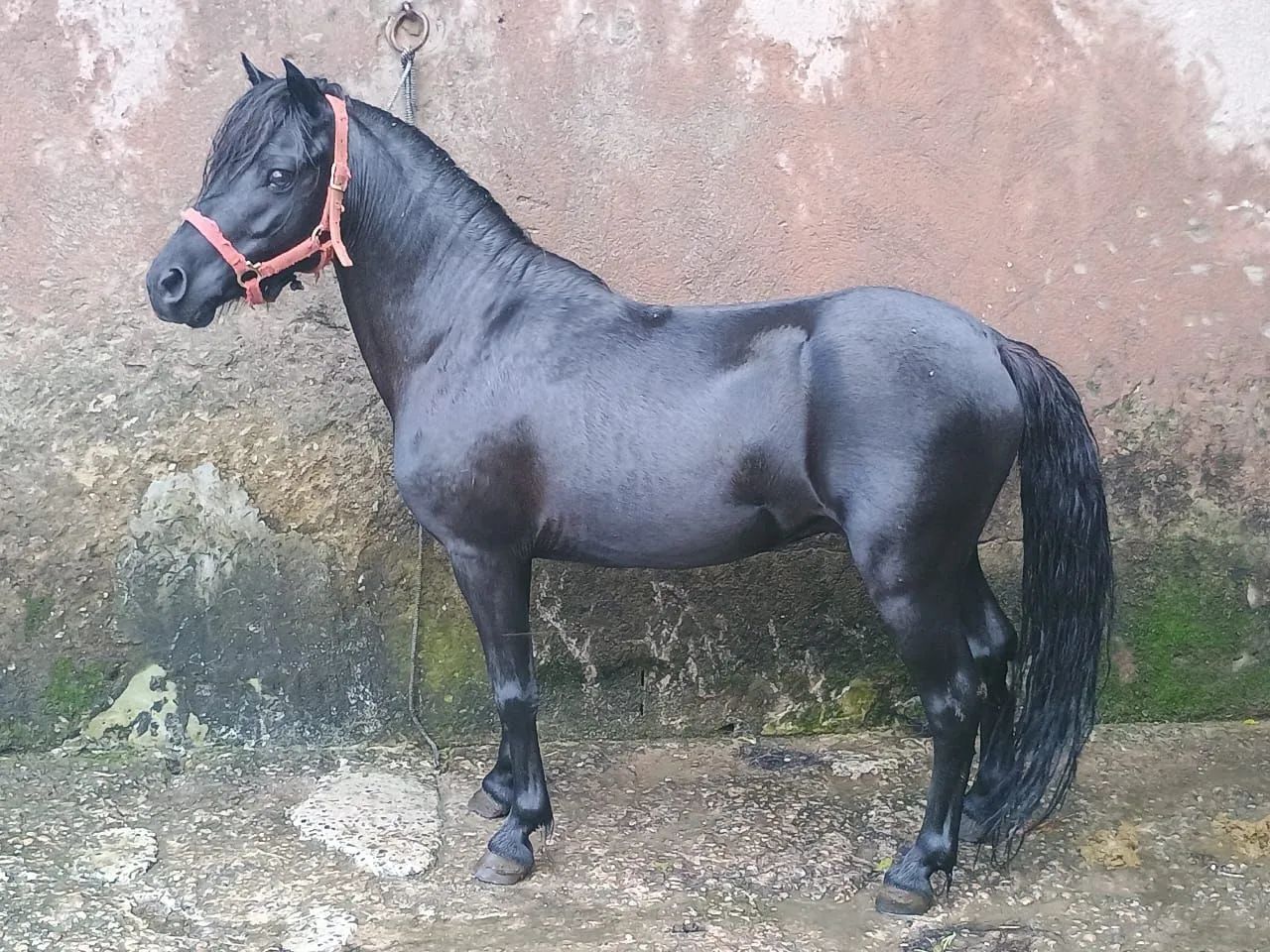 Pônei a venda Garanhão  - Foto 2