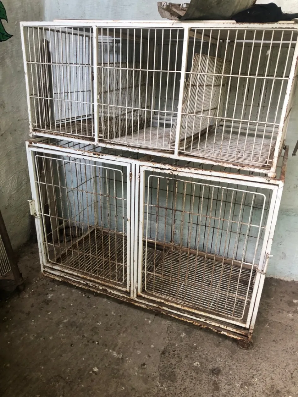 Canil para petshop