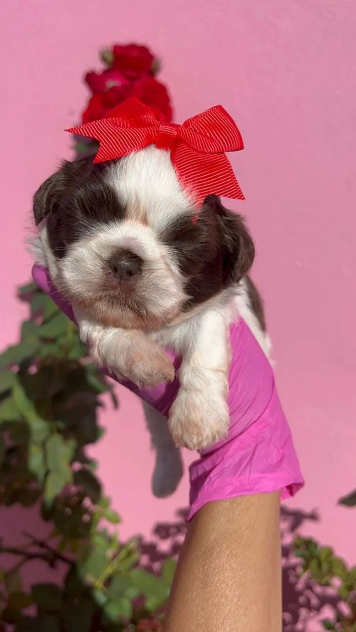 Shih Tzu Fêmea pelagem branca e chocolate, olhos verdes - Canil Best Friend