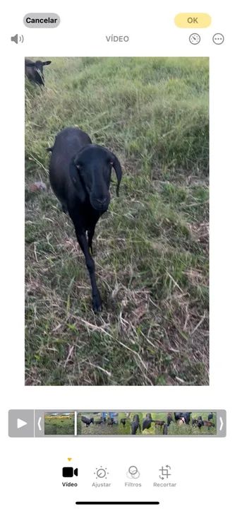 Casal de Caprinos - Foto 2