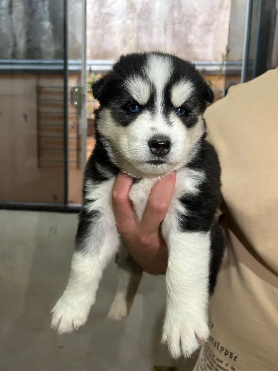 Filhote de Husky Siberiano