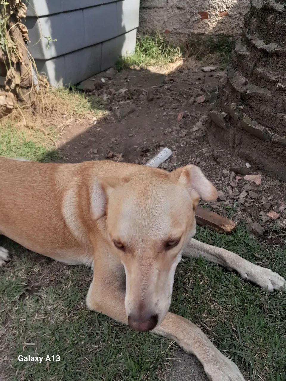  cão para adoção! - Foto 3