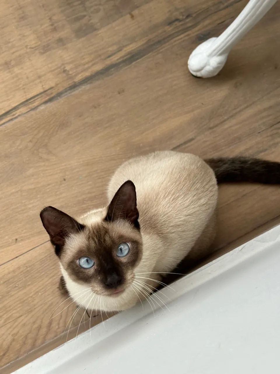 Gatinho Siames fofo e carinhoso