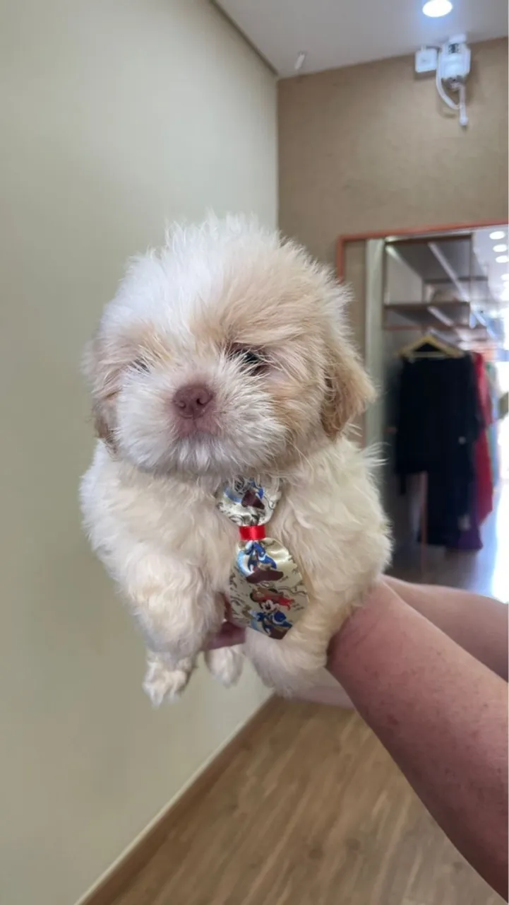 3 Shih tzu macho