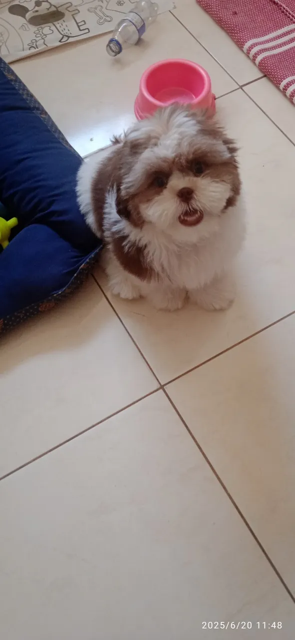 Shitzu filhote