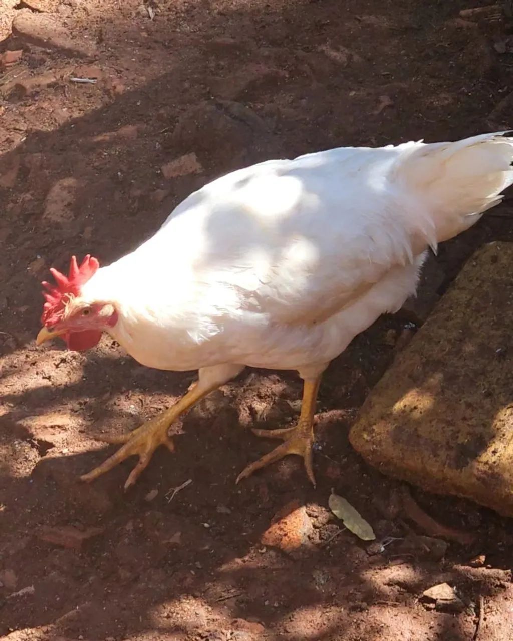 Frango Legorne Fêmea Puro - Ideal para melhoramento genético para postura - Foto 4