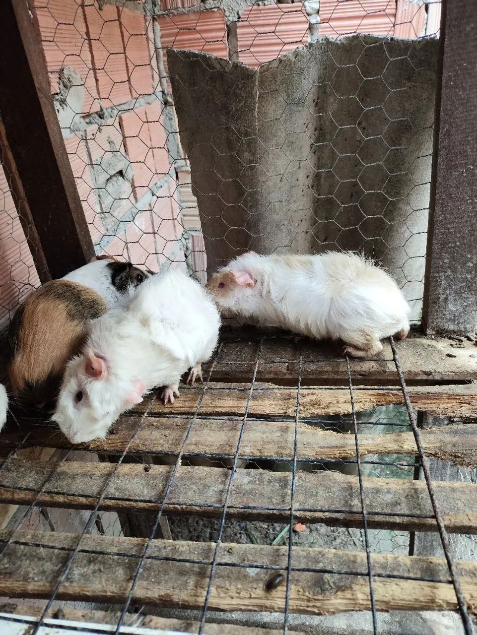 Porquinhos da índia  - Foto 3