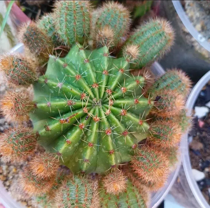 PLANTAS PARA CULTIVO