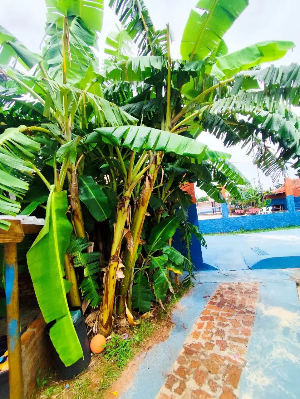 Doação de bananeiras (Prata e Maçã)