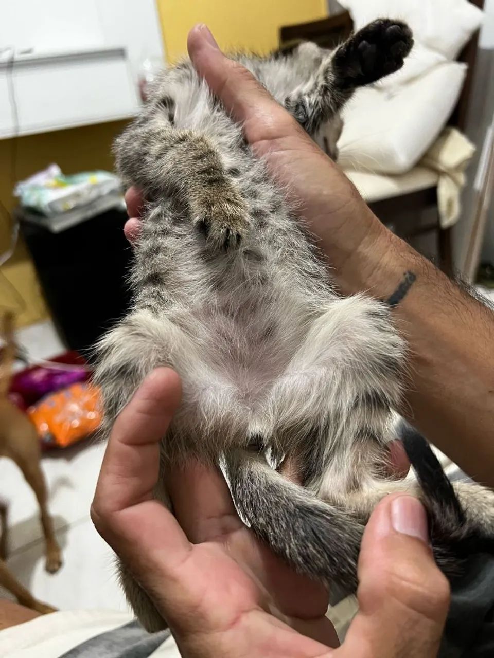 Procurasse um lá  - Foto 4