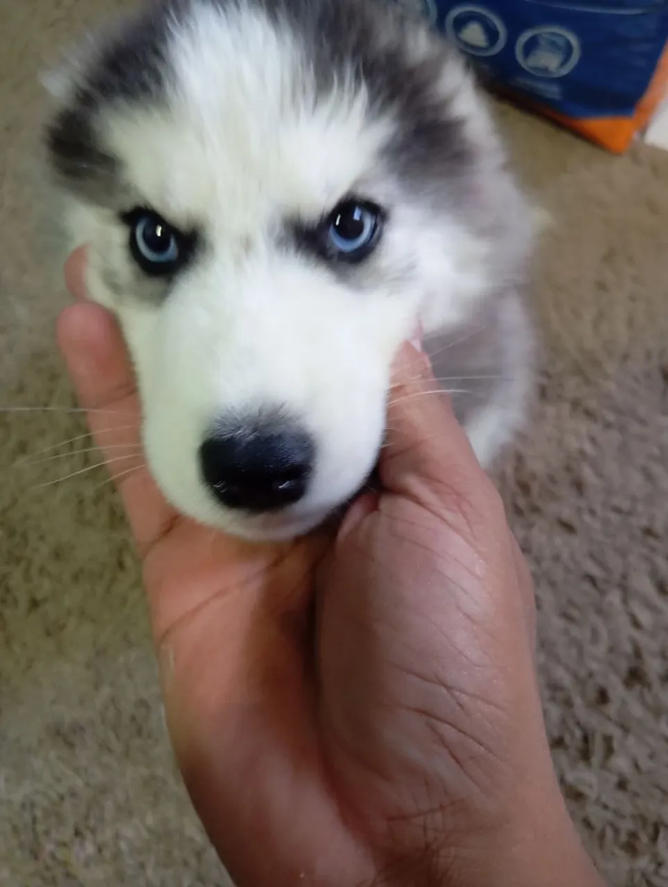 Filhote de Husky Siberiano - Olhos Azuis