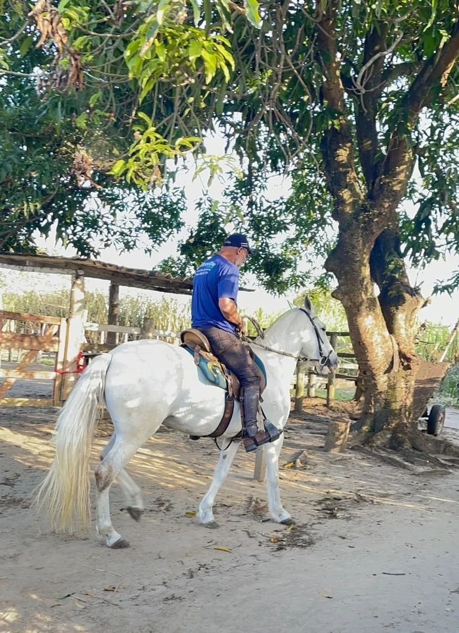 Égua Mangalarga  - Foto 2