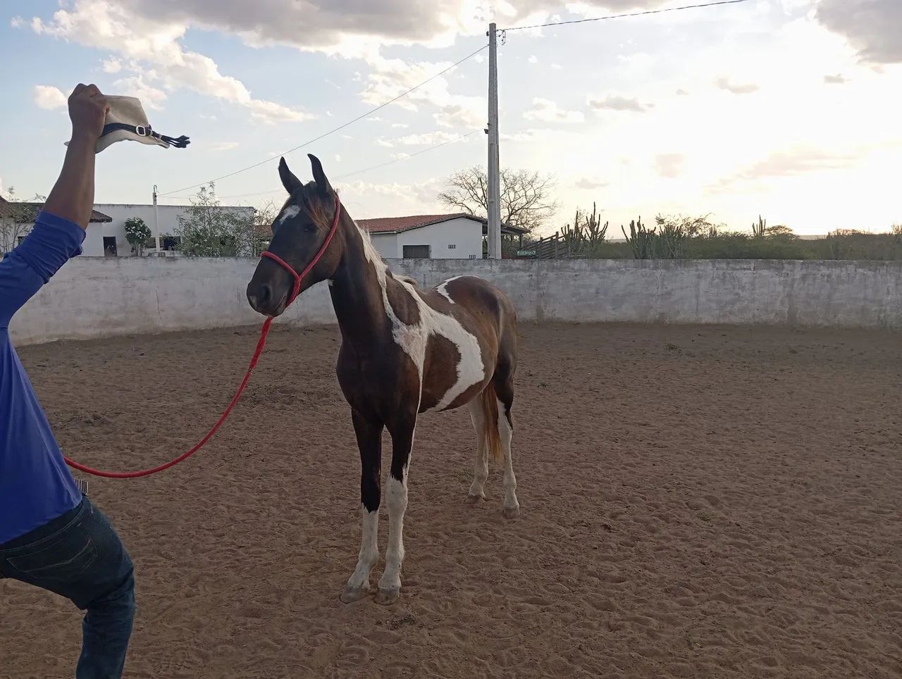 Potro mangalarga machador pampa de preto 