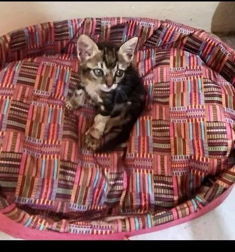 Gatinha procura uma mãe bichologica 