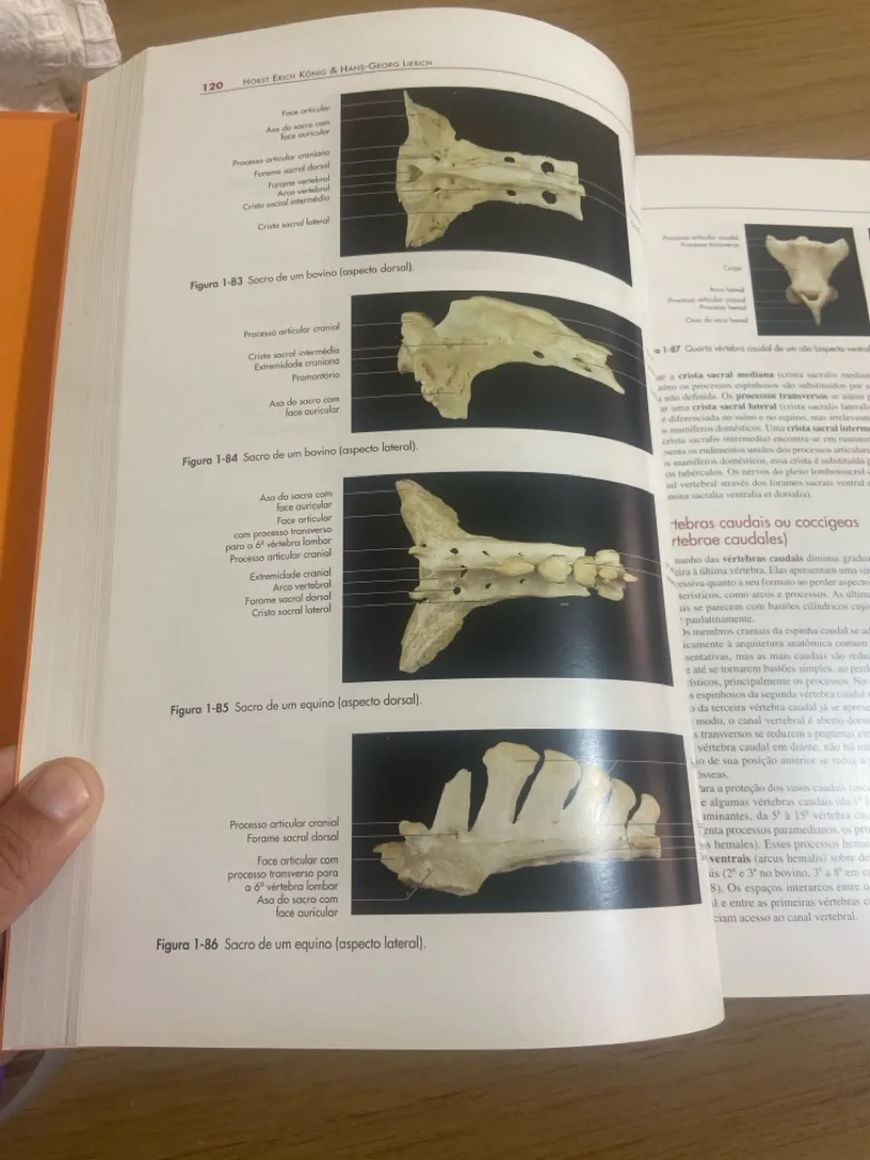Livro Anatomia dos Animais Domésticos - Capa Dura Em excelente Estado!
