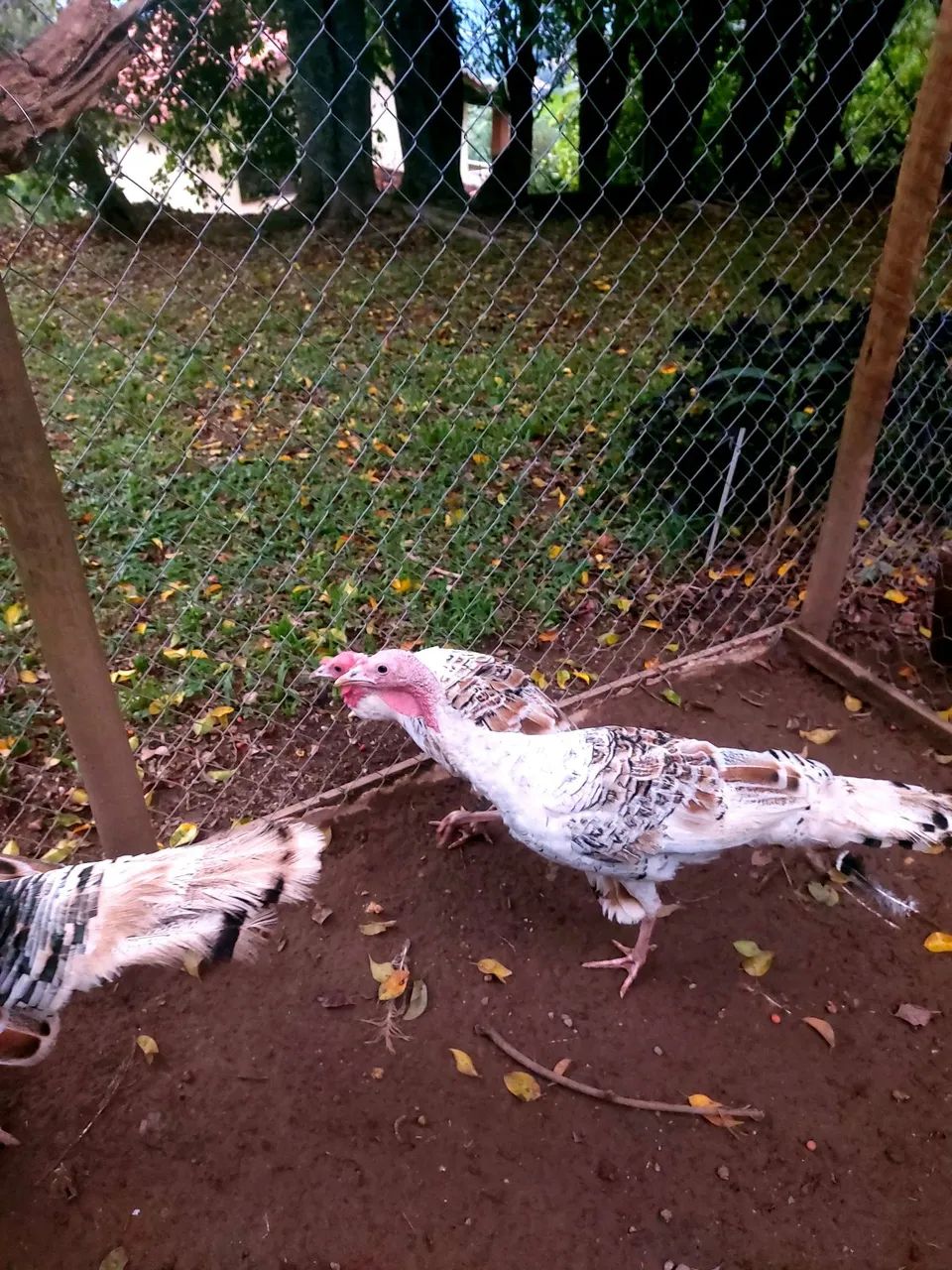 Aves a venda - Foto 5