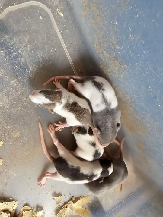 Ratos twister  - Foto 2