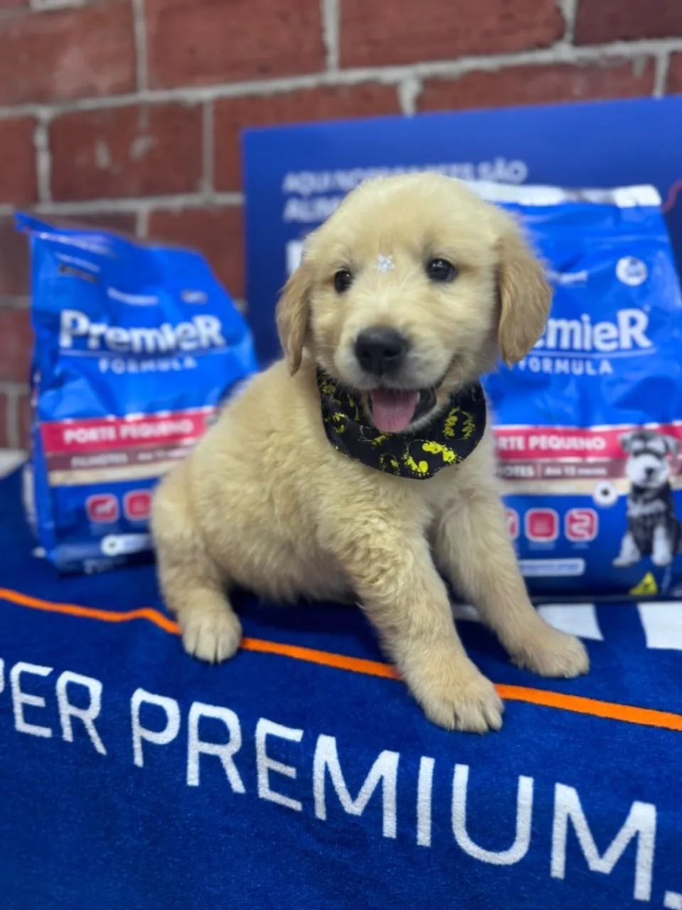 Golden Retriever - filhotes para novos lares