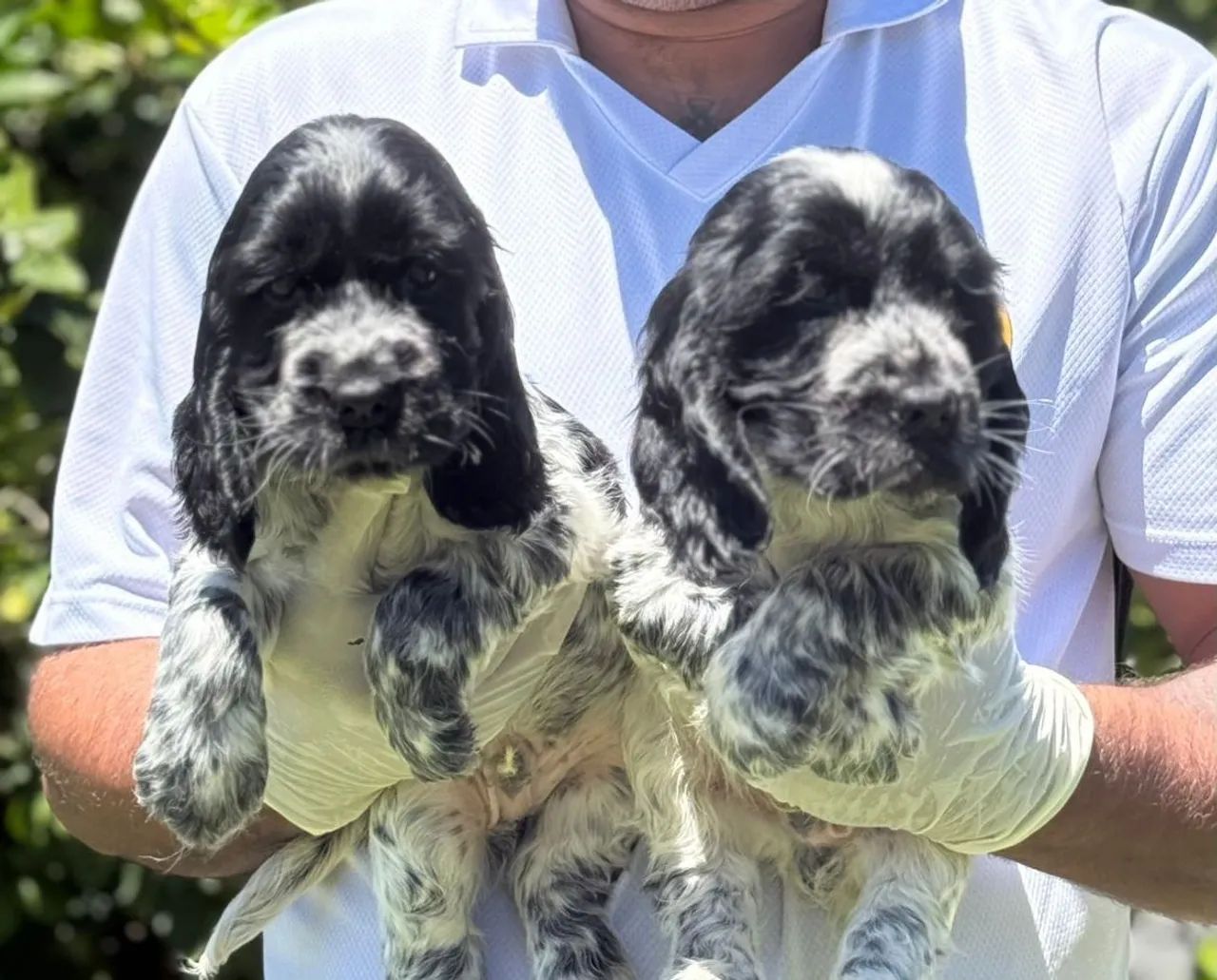 Cocker Spaniel Inglês-Chama para saber mais