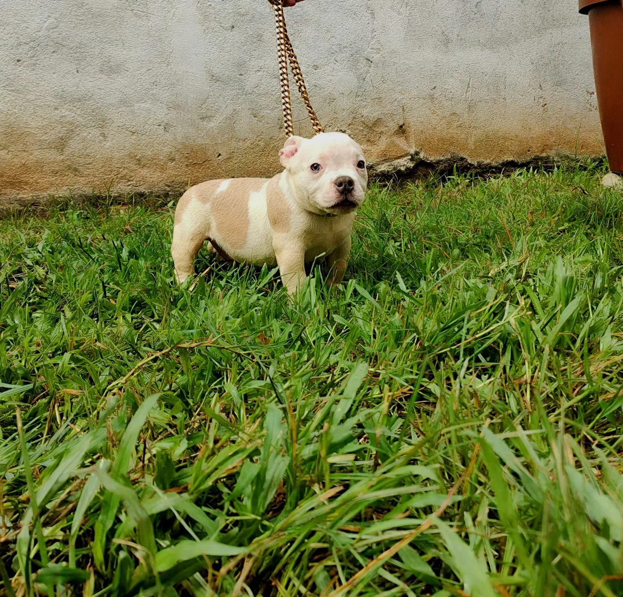 AMERICAN BULLY MACHO FILHOTE COM PEDIGREE