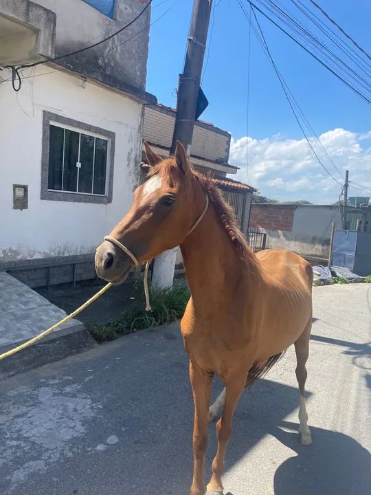 Égua marcha batida 4 anos e meio - Foto 3