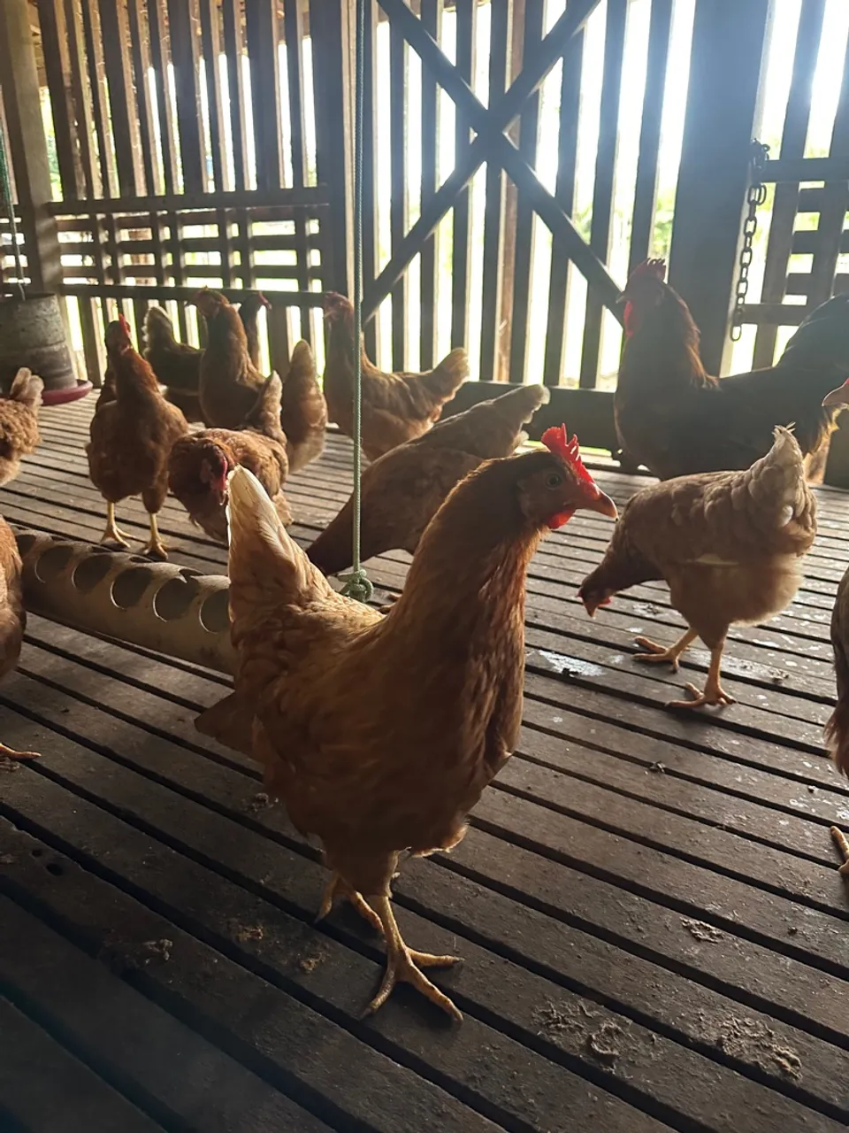 Galinhas para venda