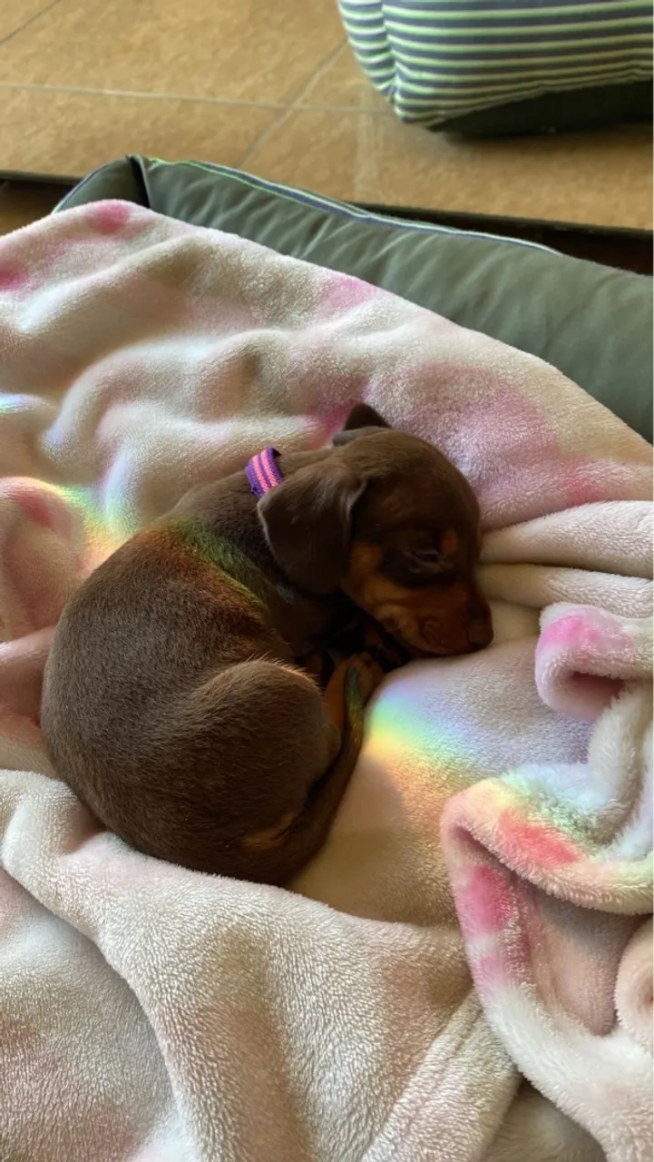 Filhote de Dachshund (Salsicha)