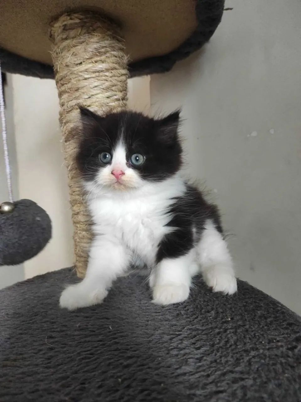 Persa Filhotes na Cor Branco, Preto, Cinza, Red, Bicolor - Foto 4