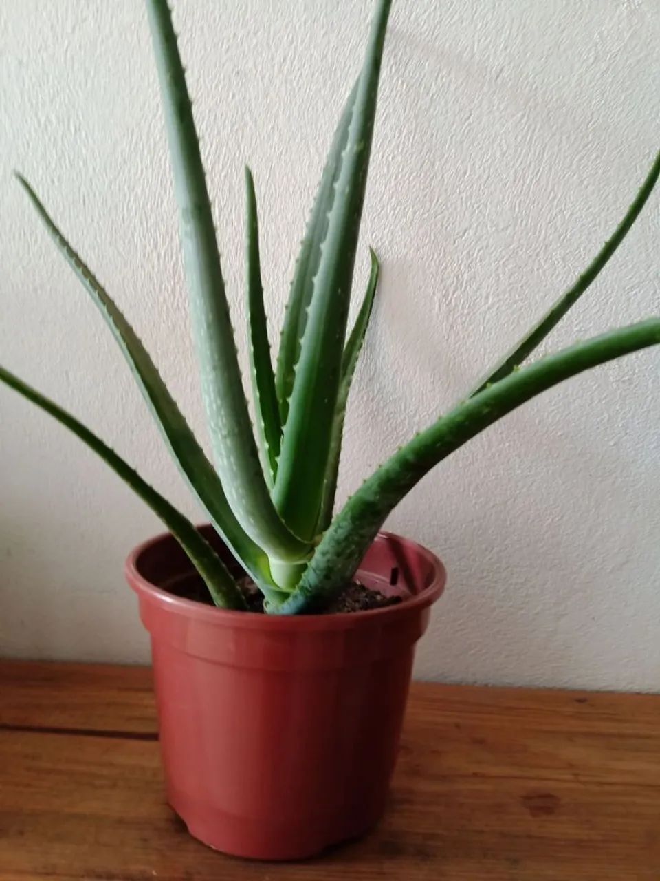 Aloe Vera - Muda de Planta - Foto 2