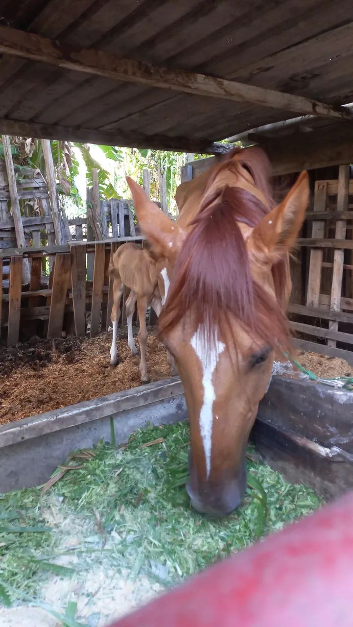 Vendo egua campolina com potra no pé 