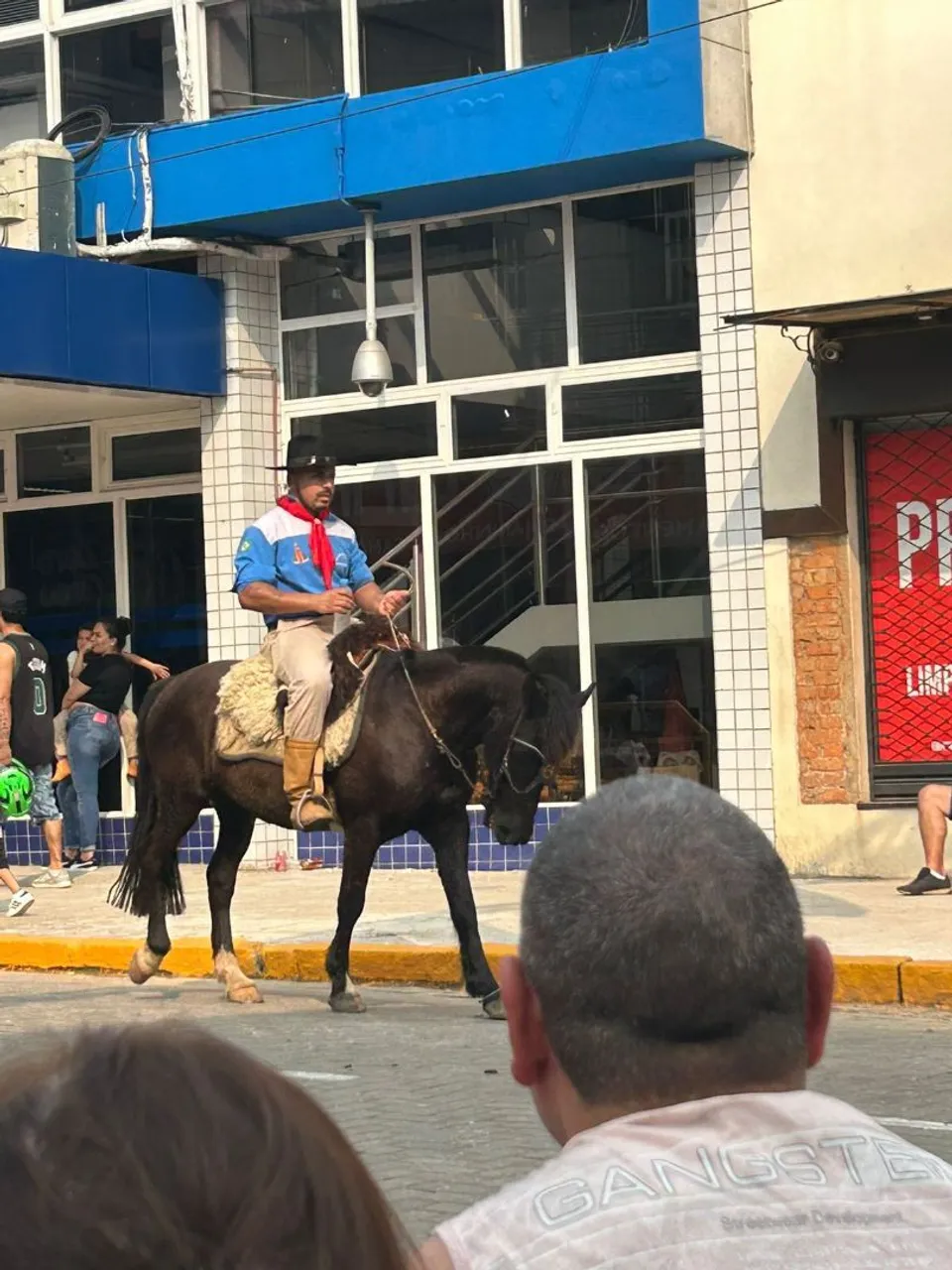 Cavalo crioulo