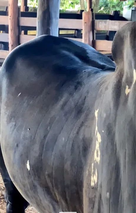 Touro Nelore pintado PO