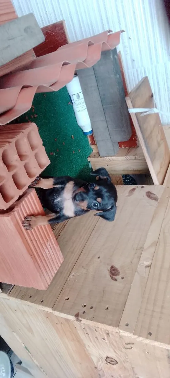 Filhote de Pinscher 1 Barato