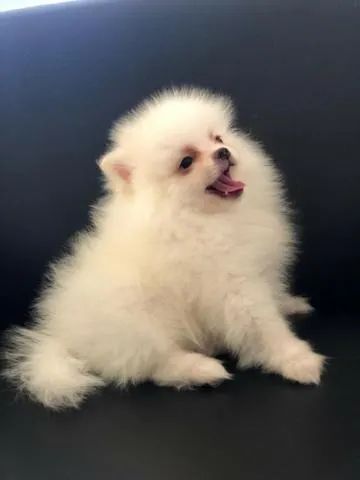 Machinho de Spitz alemão na cor branca com 55 dias vacinado e com pedigree
