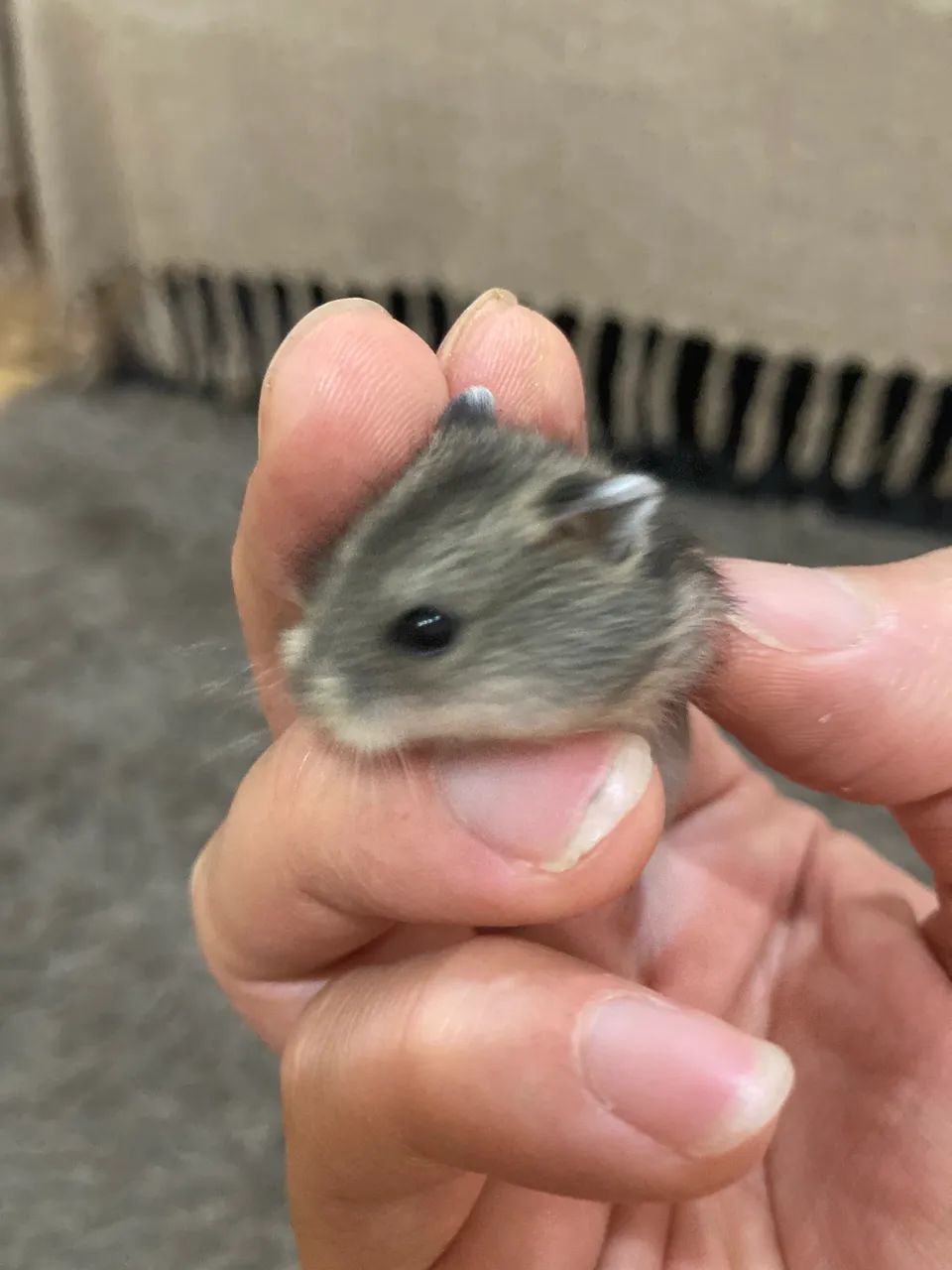 Hamster Anão Russo * - Foto 3