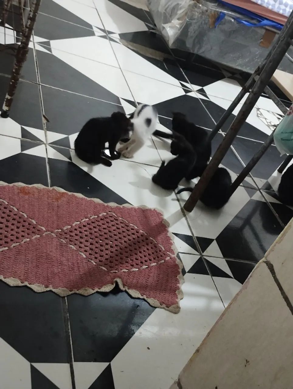 Doação de gatos em Diadema SP