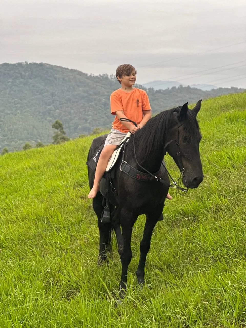 Cavalo Preto para Passeios manga larga - Foto 2