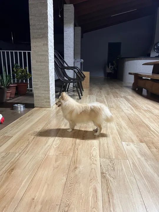 Spitz Alemão - Luluzinha Fêmea - Pedigree R$2.8000 - Foto 5