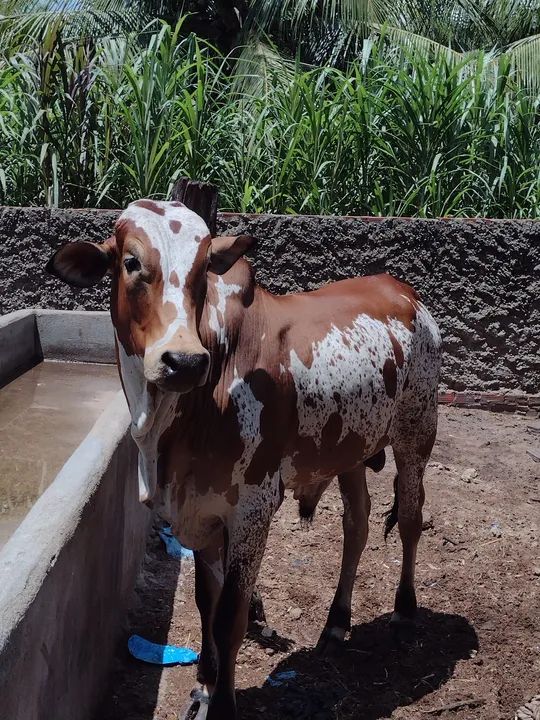 Nelore P.O pintando - Foto 5