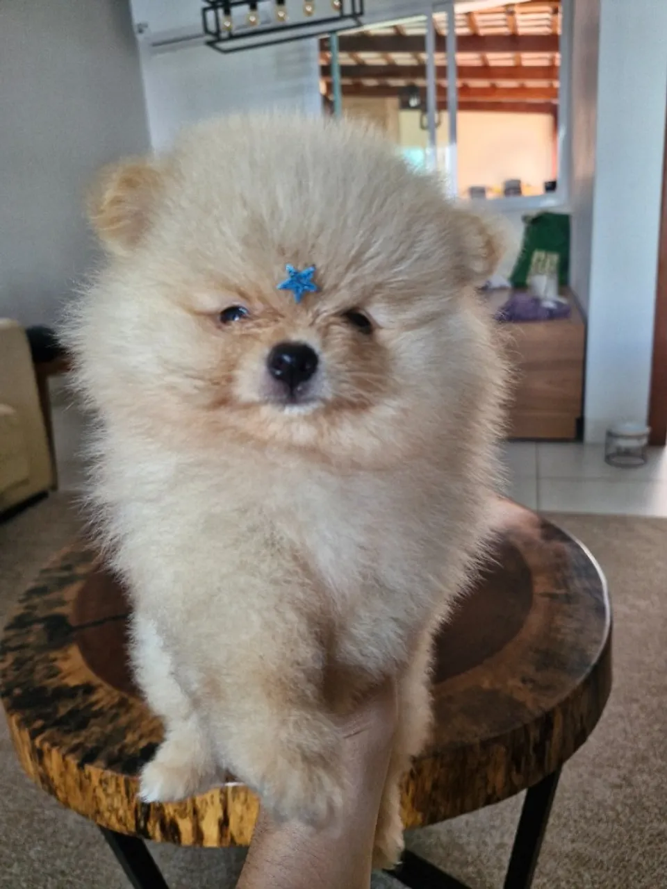 Spitz alemao - lulu da pomerania MACHO
